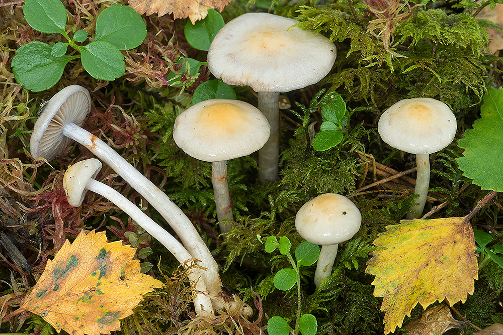 Cortinarius betulinus
