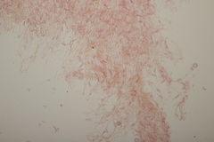 Myxarium nucleatum