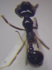 Monomorium barbatulum