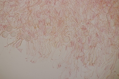 Myxarium nucleatum