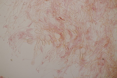 Myxarium nucleatum