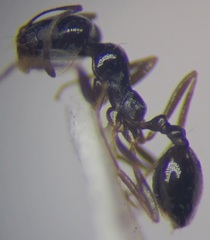 Monomorium barbatulum