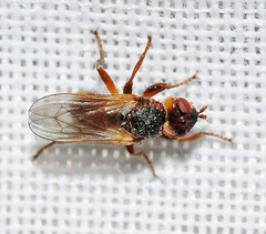 Myopa minor