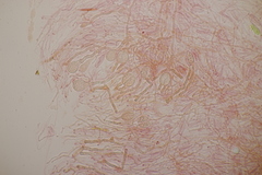 Myxarium nucleatum