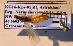 Monomorium barbatulum