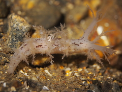 Dendronotus lacteus