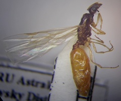 Monomorium barbatulum