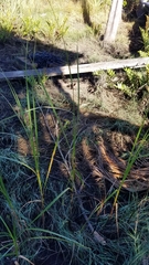 Bolboschoenus robustus