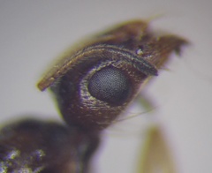 Monomorium barbatulum