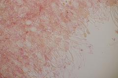 Myxarium nucleatum