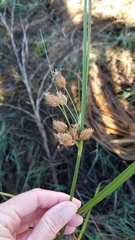 Bolboschoenus robustus