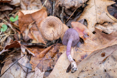 Pseudoomphalina cokeri