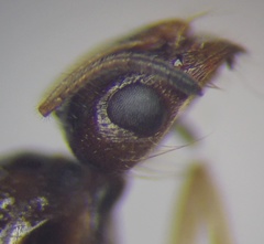 Monomorium barbatulum