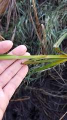 Bolboschoenus robustus