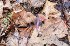 Pseudoomphalina cokeri