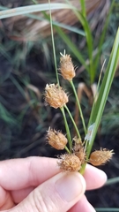 Bolboschoenus robustus