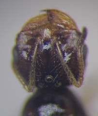 Monomorium barbatulum