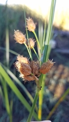 Bolboschoenus robustus