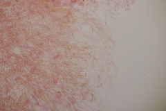Myxarium nucleatum