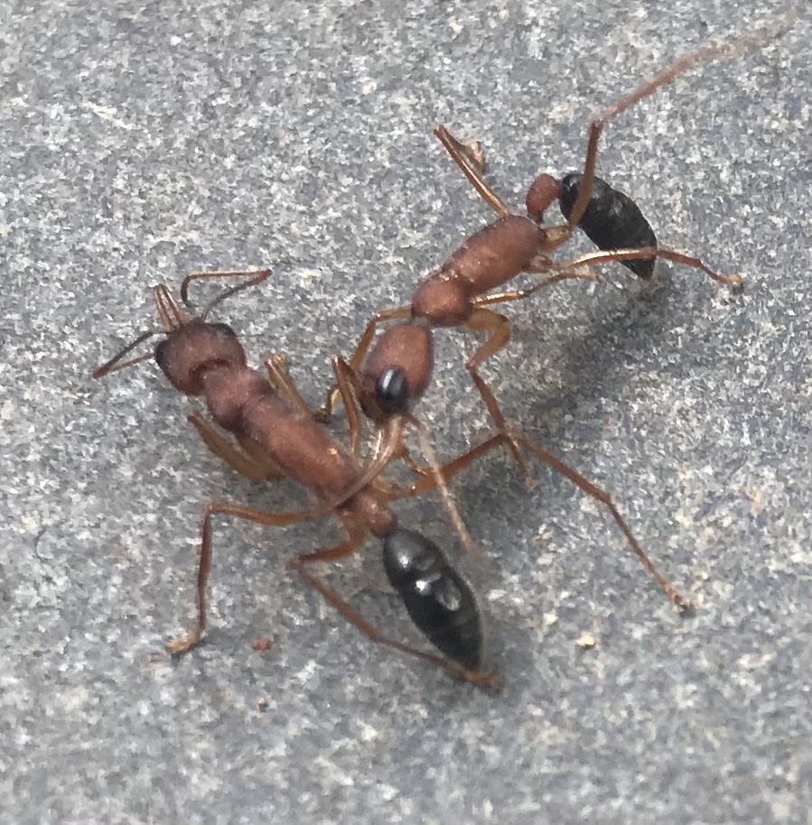 Harpegnathos saltator