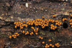 Trichia varia