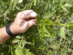 Chrysomela confluens