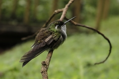 Lampornis viridipallens