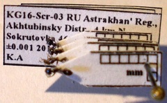 Monomorium barbatulum