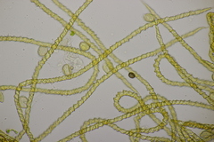 Trichia varia