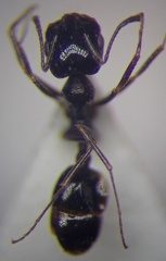 Monomorium barbatulum