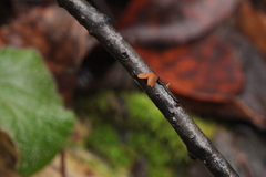 Rutstroemia alni