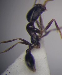 Monomorium barbatulum