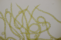 Trichia varia