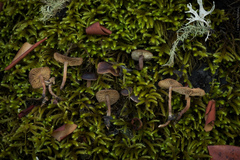 Micromphale arbuticola