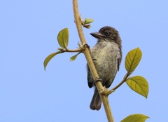 Pogoniulus scolopaceus