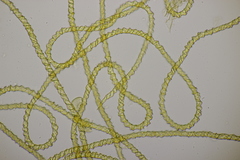Trichia varia