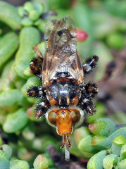 Myopa picta