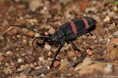 Ceroplesis orientalis