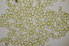 Trichia varia