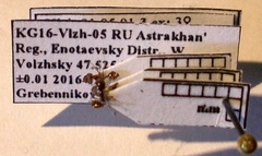 Monomorium barbatulum