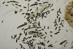Rosellinia
