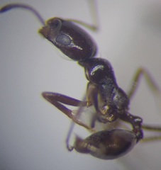 Monomorium barbatulum