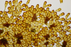Puccinia phragmitis