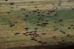 Puccinia phragmitis