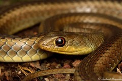 Psammophis brevirostris