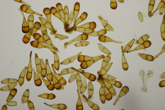 Puccinia phragmitis