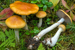 Cortinarius delibutus