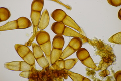 Puccinia phragmitis
