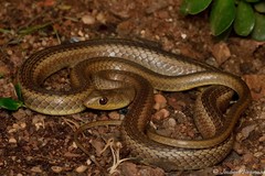 Psammophis brevirostris