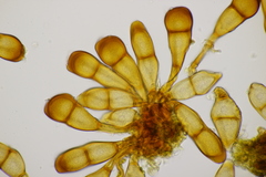 Puccinia phragmitis